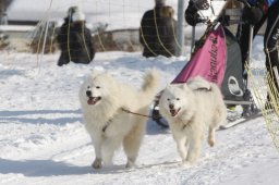 Lenk 2012 SM